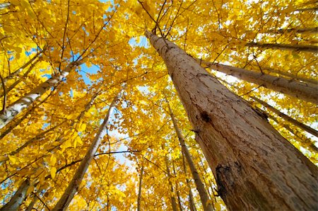fall aspen leaves - Upward view of Fall Aspen Trees , Leh District in the state of Jammu and Kashmir, India. Stock Photo - Budget Royalty-Free & Subscription, Code: 400-05703188