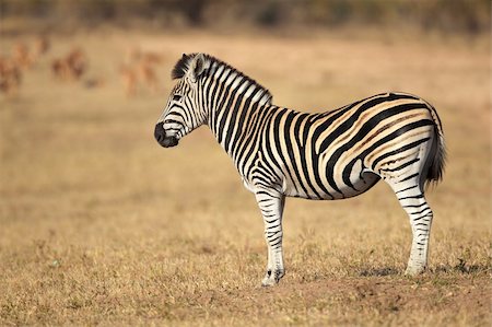 simsearch:400-07657090,k - Plains (Burchells) Zebras (Equus quagga), South Africa Fotografie stock - Microstock e Abbonamento, Codice: 400-05703229