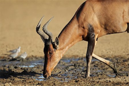 Red hartebeest (Alcelaphus buselaphus) drinking water, Kalahari, South Africa Photographie de stock - Aubaine LD & Abonnement, Code: 400-05703231