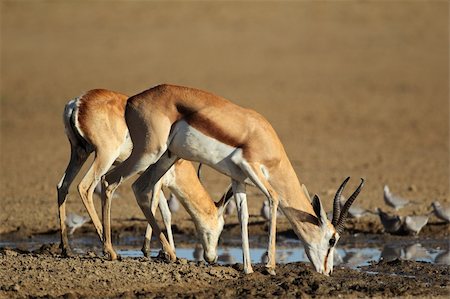 springbok - Springbok antelopes (Antidorcas marsupialis) and doves drinking water, Kalahari desert, South Africa Stock Photo - Budget Royalty-Free & Subscription, Code: 400-05703232