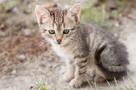 simsearch:400-04190329,k - Little one month kitten sitting at pathway Stock Photo - Budget Royalty-Free & Subscription, Code: 400-05703268
