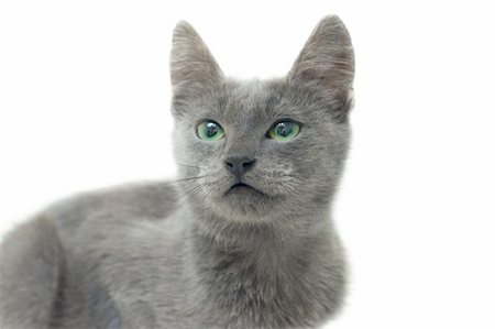 Grey kitten with green eyes Stockbilder - Microstock & Abonnement, Bildnummer: 400-05703269