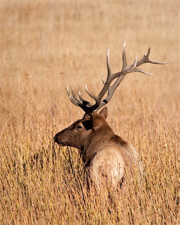 simsearch:400-05013206,k - Bull elk during fall in Yellowstone national park Stock Photo - Budget Royalty-Free & Subscription, Code: 400-05703795