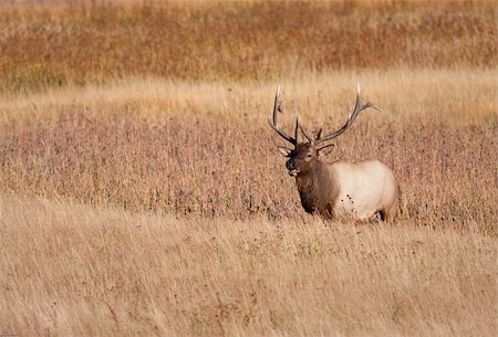 simsearch:400-05013206,k - Bull elk during fall in Yellowstone national park Stock Photo - Budget Royalty-Free & Subscription, Code: 400-05703796