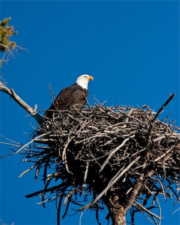 serre (oiseau) - Bald eagle perch on is nest Photographie de stock - Aubaine LD & Abonnement, Code: 400-05703797
