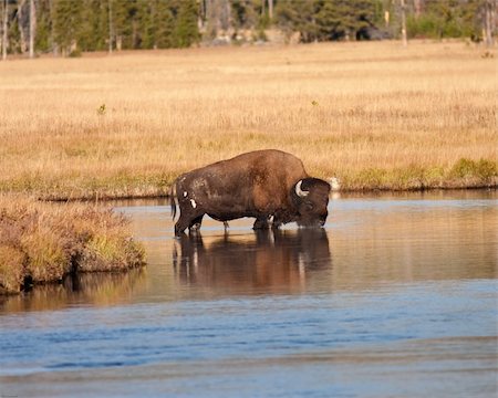 Bison in river during fall in Yellowstone park Stock Photo - Budget Royalty-Free & Subscription, Code: 400-05703798
