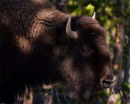 Close up of a bison  during fall in Yellowstone park Stock Photo - Budget Royalty-Free & Subscription, Code: 400-05703804