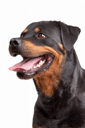 rottweiler - Rottweiler in front of a white background Photographie de stock - Aubaine LD & Abonnement, Code: 400-05714004