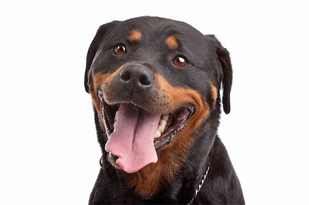 rottweiler - Rottweiler in front of a white background Photographie de stock - Aubaine LD & Abonnement, Code: 400-05714005