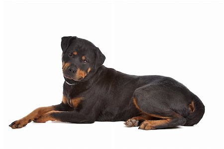 rottweiler - Rottweiler in front of a white background Photographie de stock - Aubaine LD & Abonnement, Code: 400-05714002