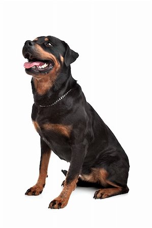 eriklam (artist) - Rottweiler in front of a white background Stockbilder - Microstock & Abonnement, Bildnummer: 400-05714003