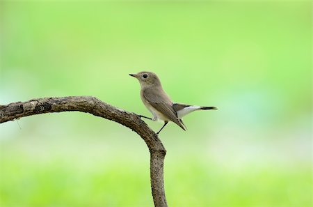 simsearch:400-07264946,k - beatiful red-throated flycatcher(Ficedula parva) Stock Photo - Budget Royalty-Free & Subscription, Code: 400-05714246