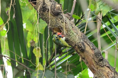 beautiful coppersmith barbet(Megalaima haemacephala) Stock Photo - Budget Royalty-Free & Subscription, Code: 400-05714247