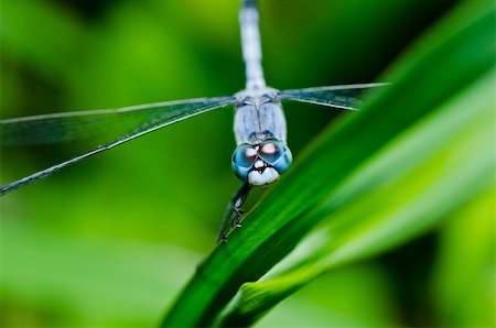 simsearch:400-04364178,k - dragonfly in garden or in green nature Foto de stock - Royalty-Free Super Valor e Assinatura, Número: 400-05714350