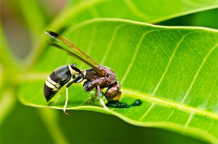 wasp in green nature or in garden. It's danger. Photographie de stock - Aubaine LD & Abonnement, Code: 400-05714352