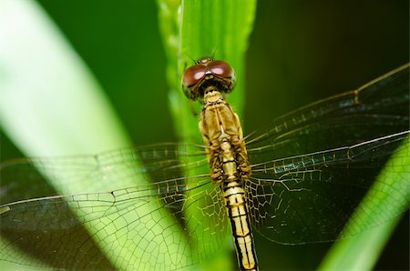 simsearch:400-04364178,k - dragonfly in garden or in green nature Foto de stock - Royalty-Free Super Valor e Assinatura, Número: 400-05714382