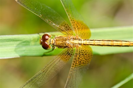 simsearch:400-04364178,k - dragonfly in garden or in green nature Foto de stock - Royalty-Free Super Valor e Assinatura, Número: 400-05714398