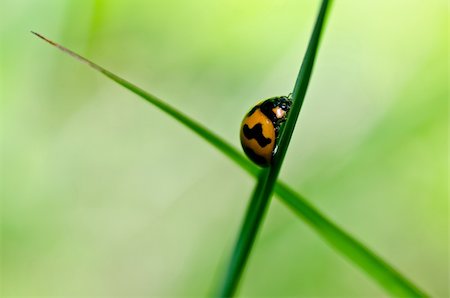simsearch:400-05739088,k - ladybug in the green nature or in the garden Stockbilder - Microstock & Abonnement, Bildnummer: 400-05714391
