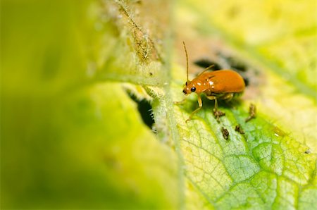 simsearch:400-05739088,k - orange beetle in green nature or the garden Stockbilder - Microstock & Abonnement, Bildnummer: 400-05714411