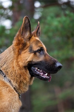 sheep dog - german sheepdog portrait over nature background Photographie de stock - Aubaine LD & Abonnement, Code: 400-05715148