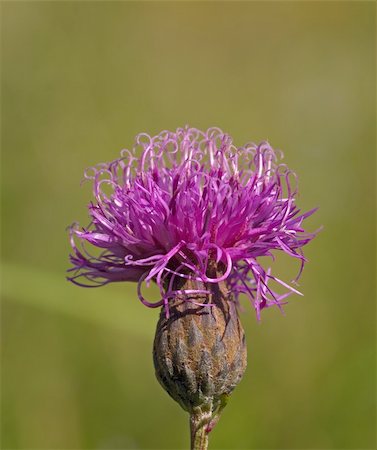 Violet flower of a burdock on green background Stock Photo - Budget Royalty-Free & Subscription, Code: 400-05715159