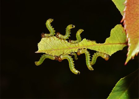 simsearch:400-04824887,k - caterpillars team eating a leaf on the dark background Stock Photo - Budget Royalty-Free & Subscription, Code: 400-05715305