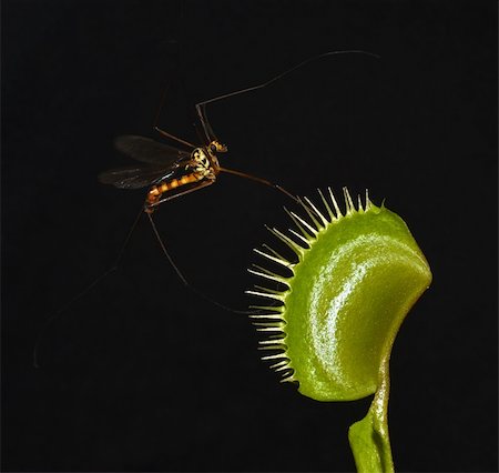 giant mosquito entrap in leaf of carnivorous plant dionaea Stock Photo - Budget Royalty-Free & Subscription, Code: 400-05715306
