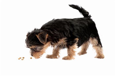 Yorkshire Terrier puppy isolated over white background Stock Photo - Budget Royalty-Free & Subscription, Code: 400-05715446