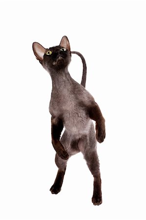 domestic cat black background - short haired black cat Sphinx standying on it's back legs black isolated over white background Stock Photo - Budget Royalty-Free & Subscription, Code: 400-05715442