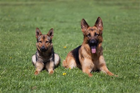 simsearch:400-04446495,k - Two German Shepherds laying on the green grass Fotografie stock - Microstock e Abbonamento, Codice: 400-05715454