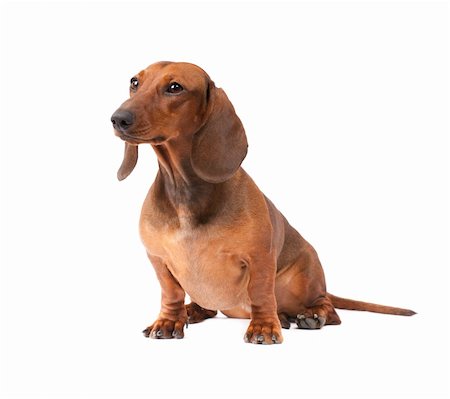 simsearch:400-05715419,k - little dachshund puppy isolated over white background Fotografie stock - Microstock e Abbonamento, Codice: 400-05715457