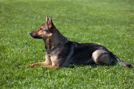 German Shepherd laying on the green grass Stock Photo - Budget Royalty-Free & Subscription, Code: 400-05715462