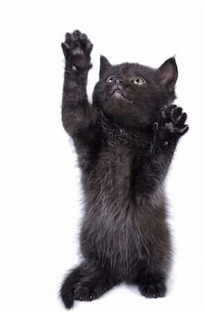 simsearch:400-06949789,k - A cute black kitten standing on his back paws and looking up. Foto de stock - Super Valor sin royalties y Suscripción, Código: 400-05715507