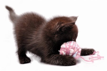 simsearch:400-06568725,k - close-up portrait of kitten playing with wool ball Photographie de stock - Aubaine LD & Abonnement, Code: 400-05715509