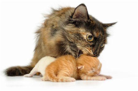 simsearch:400-06076601,k - Mother cat with newborn kitten in her mouth. Studio shot. Photographie de stock - Aubaine LD & Abonnement, Code: 400-05715557