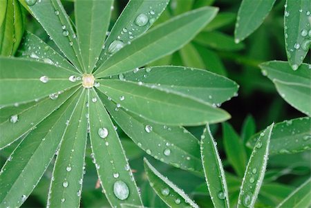 simsearch:400-04403996,k - Water drops after rain on green leaves of decorative flower Stock Photo - Budget Royalty-Free & Subscription, Code: 400-05715850