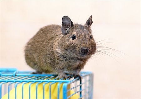 Chilean Degu sits on a cage Stock Photo - Budget Royalty-Free & Subscription, Code: 400-05715851