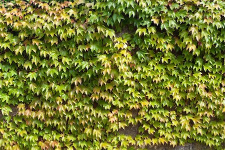 simsearch:400-05226582,k - wall covered with green ivy Stock Photo - Budget Royalty-Free & Subscription, Code: 400-05715934
