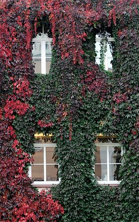 simsearch:845-02725410,k - House wall, twined wild grapes, autumn colors. Photographie de stock - Aubaine LD & Abonnement, Code: 400-05716132
