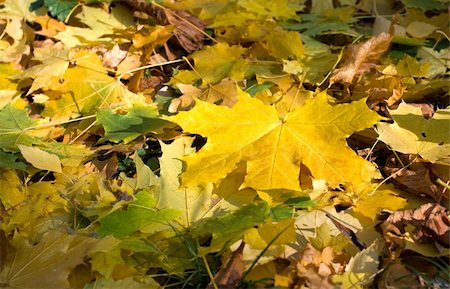 simsearch:400-04475632,k - Yellow autumn maple leaves in the forest Foto de stock - Royalty-Free Super Valor e Assinatura, Número: 400-05716145