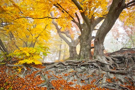 An image of a beautiful yellow autumn forest Stock Photo - Budget Royalty-Free & Subscription, Code: 400-05716169