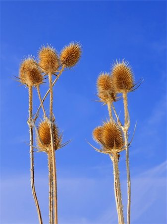 Group of dried teasel flowers against blue sky Stockbilder - Microstock & Abonnement, Bildnummer: 400-05716171