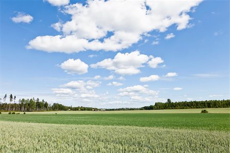 Swedish Farm view on a summer day Stock Photo - Budget Royalty-Free & Subscription, Code: 400-05716172