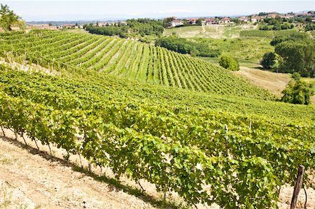 Barbera vineyard during spring season, Monferrato area, Piedmont region, Italy Stock Photo - Budget Royalty-Free & Subscription, Code: 400-05716267