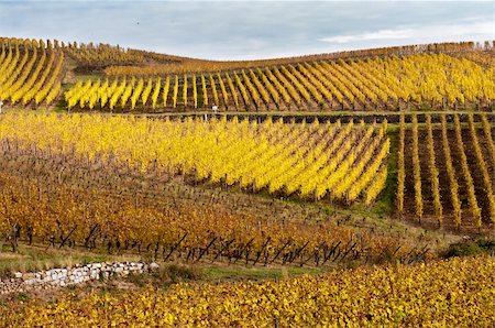 Looking to the valley with vineyards in autumn Stock Photo - Budget Royalty-Free & Subscription, Code: 400-05716635