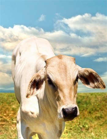 sherjaca (artist) - lone calf beef cattle breed Foto de stock - Royalty-Free Super Valor e Assinatura, Número: 400-05716657