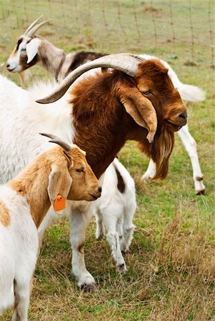 sherjaca (artist) - Billy goat with nanny goats - animal with horns Foto de stock - Royalty-Free Super Valor e Assinatura, Número: 400-05716653