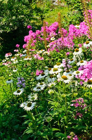 Field full of fresh and colorful wild flowers Foto de stock - Super Valor sin royalties y Suscripción, Código: 400-05716718