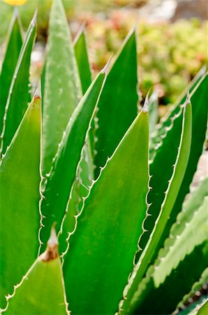 Close-up of the green thorny leaves of a desert agave (Asparagaceae - Agave deserti), also known as mescal, century plant or maguey Foto de stock - Super Valor sin royalties y Suscripción, Código: 400-05716720