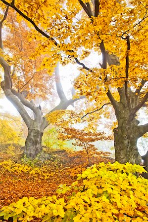 simsearch:400-08336120,k - An image of a beautiful yellow autumn forest Foto de stock - Royalty-Free Super Valor e Assinatura, Número: 400-05716801